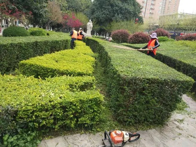 青草镇马路绿化工程项目